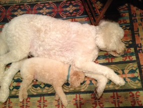 Dexter-&-Parker-Herschaft1