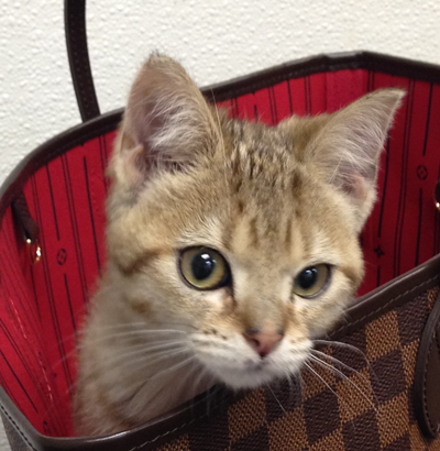 cinnamon